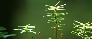 למה אתם חייבם להשקיע בביטקוין - תמונה ראשית