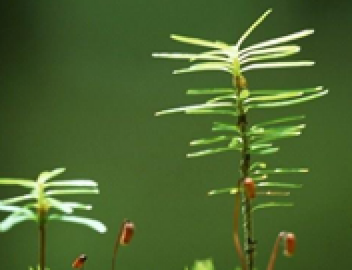 מדוע כדאי להשקיע בביטקוין